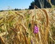 Valley Malt Wheat