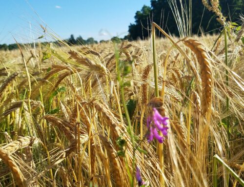 Our Commitment to Local Ingredients